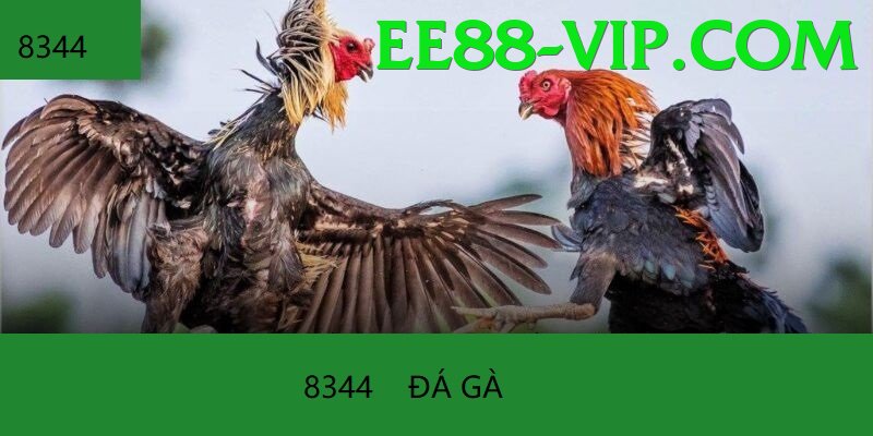 Đá Gà Trực Tiếp - ee88 - Đặt trước